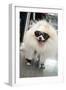 New York City, New York, USA. Small fluffy dog wearing sneakers and sunglasses.-Julien McRoberts-Framed Photographic Print