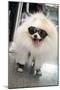 New York City, New York, USA. Small fluffy dog wearing sneakers and sunglasses.-Julien McRoberts-Mounted Photographic Print