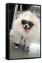 New York City, New York, USA. Small fluffy dog wearing sneakers and sunglasses.-Julien McRoberts-Framed Stretched Canvas