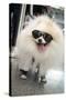 New York City, New York, USA. Small fluffy dog wearing sneakers and sunglasses.-Julien McRoberts-Stretched Canvas