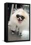 New York City, New York, USA. Small fluffy dog wearing sneakers and sunglasses.-Julien McRoberts-Framed Stretched Canvas