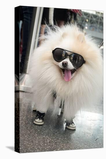 New York City, New York, USA. Small fluffy dog wearing sneakers and sunglasses.-Julien McRoberts-Stretched Canvas