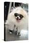New York City, New York, USA. Small fluffy dog wearing sneakers and sunglasses.-Julien McRoberts-Stretched Canvas