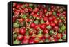 New York City, Ny, USA. Farmers Market-Julien McRoberts-Framed Stretched Canvas