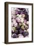 New York City, Ny, USA. Farmers Market-Julien McRoberts-Framed Photographic Print