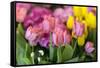 New York City, NY, USA. Floral Displays for Spring-Julien McRoberts-Framed Stretched Canvas