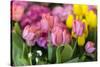 New York City, NY, USA. Floral Displays for Spring-Julien McRoberts-Stretched Canvas