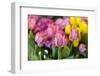 New York City, NY, USA. Floral Displays for Spring-Julien McRoberts-Framed Photographic Print