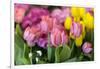 New York City, NY, USA. Floral Displays for Spring-Julien McRoberts-Framed Premium Photographic Print