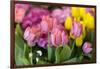 New York City, NY, USA. Floral Displays for Spring-Julien McRoberts-Framed Premium Photographic Print