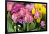 New York City, NY, USA. Floral Displays for Spring-Julien McRoberts-Framed Premium Photographic Print