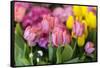 New York City, NY, USA. Floral Displays for Spring-Julien McRoberts-Framed Stretched Canvas