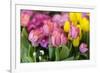 New York City, NY, USA. Floral Displays for Spring-Julien McRoberts-Framed Photographic Print