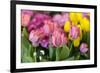 New York City, NY, USA. Floral Displays for Spring-Julien McRoberts-Framed Photographic Print