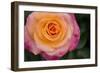 New York, Colorful pink and yellow rose.-Cindy Miller Hopkins-Framed Photographic Print