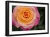 New York, Colorful pink and yellow rose.-Cindy Miller Hopkins-Framed Photographic Print