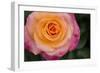 New York, Colorful pink and yellow rose.-Cindy Miller Hopkins-Framed Photographic Print