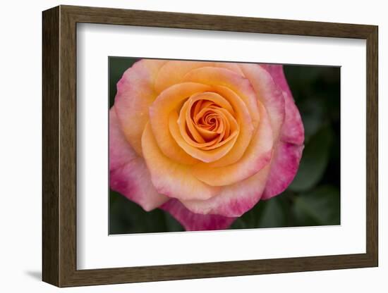 New York, Colorful pink and yellow rose.-Cindy Miller Hopkins-Framed Photographic Print