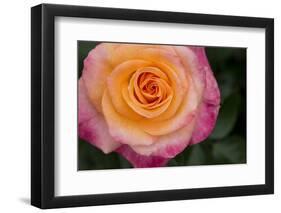 New York, Colorful pink and yellow rose.-Cindy Miller Hopkins-Framed Photographic Print