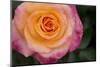 New York, Colorful pink and yellow rose.-Cindy Miller Hopkins-Mounted Photographic Print