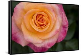 New York, Colorful pink and yellow rose.-Cindy Miller Hopkins-Framed Stretched Canvas