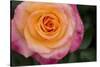 New York, Colorful pink and yellow rose.-Cindy Miller Hopkins-Stretched Canvas