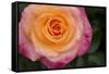 New York, Colorful pink and yellow rose.-Cindy Miller Hopkins-Framed Stretched Canvas