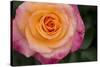 New York, Colorful pink and yellow rose.-Cindy Miller Hopkins-Stretched Canvas