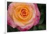 New York, Colorful pink and yellow rose.-Cindy Miller Hopkins-Framed Photographic Print