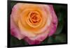 New York, Colorful pink and yellow rose.-Cindy Miller Hopkins-Framed Photographic Print