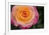 New York, Colorful pink and yellow rose.-Cindy Miller Hopkins-Framed Photographic Print