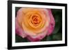 New York, Colorful pink and yellow rose.-Cindy Miller Hopkins-Framed Photographic Print