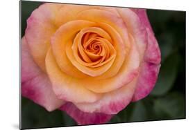 New York, Colorful pink and yellow rose.-Cindy Miller Hopkins-Mounted Photographic Print