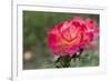 New York, Colorful rose.-Cindy Miller Hopkins-Framed Photographic Print