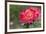 New York, Colorful rose.-Cindy Miller Hopkins-Framed Photographic Print