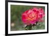 New York, Colorful rose.-Cindy Miller Hopkins-Framed Photographic Print