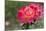 New York, Colorful rose.-Cindy Miller Hopkins-Mounted Photographic Print