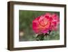 New York, Colorful rose.-Cindy Miller Hopkins-Framed Photographic Print