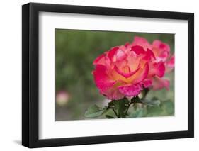 New York, Colorful rose.-Cindy Miller Hopkins-Framed Photographic Print