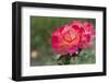 New York, Colorful rose.-Cindy Miller Hopkins-Framed Photographic Print