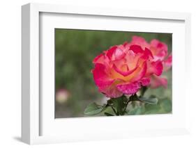 New York, Colorful rose.-Cindy Miller Hopkins-Framed Photographic Print