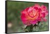 New York, Colorful rose.-Cindy Miller Hopkins-Framed Stretched Canvas