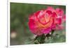 New York, Colorful rose.-Cindy Miller Hopkins-Framed Photographic Print