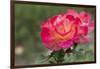 New York, Colorful rose.-Cindy Miller Hopkins-Framed Photographic Print