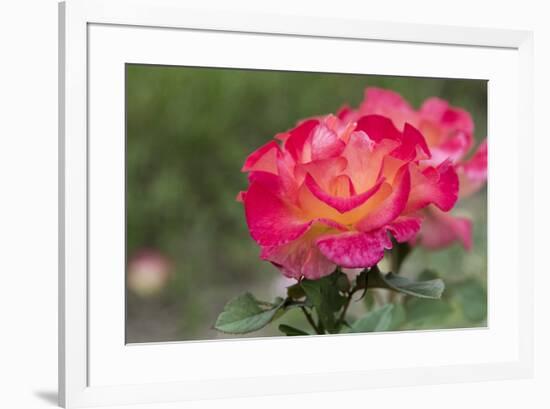 New York, Colorful rose.-Cindy Miller Hopkins-Framed Premium Photographic Print