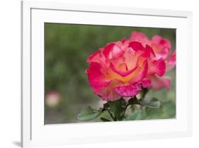 New York, Colorful rose.-Cindy Miller Hopkins-Framed Premium Photographic Print