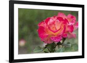 New York, Colorful rose.-Cindy Miller Hopkins-Framed Premium Photographic Print