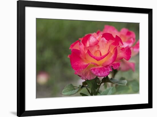 New York, Colorful rose.-Cindy Miller Hopkins-Framed Premium Photographic Print