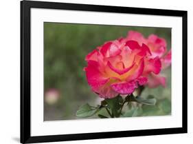 New York, Colorful rose.-Cindy Miller Hopkins-Framed Premium Photographic Print