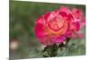 New York, Colorful rose.-Cindy Miller Hopkins-Mounted Premium Photographic Print